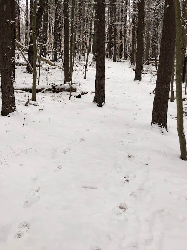 coyote tracks