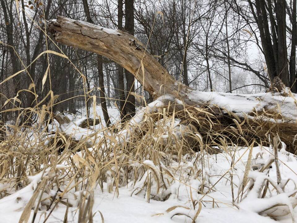 fallen limb