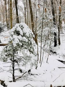 snow bush