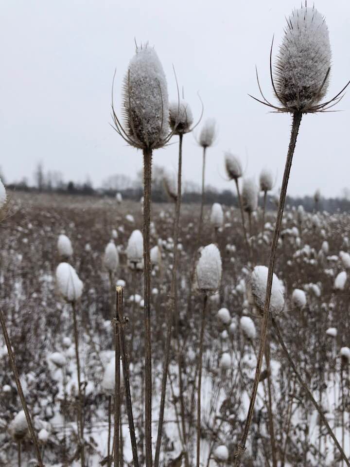 snow flowers