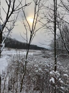 through the trees