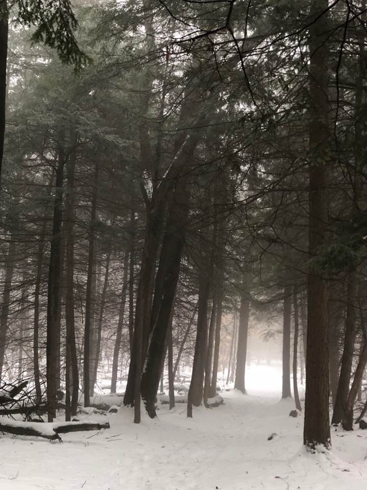 foggy forest