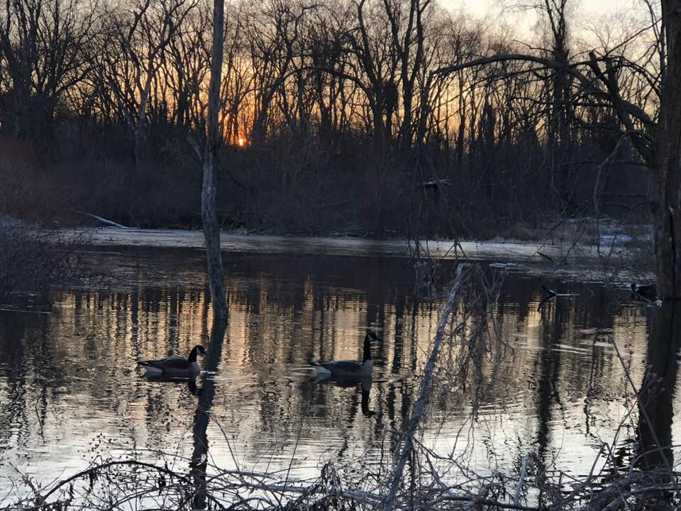 water and geese