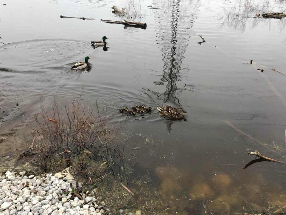 ducks on water