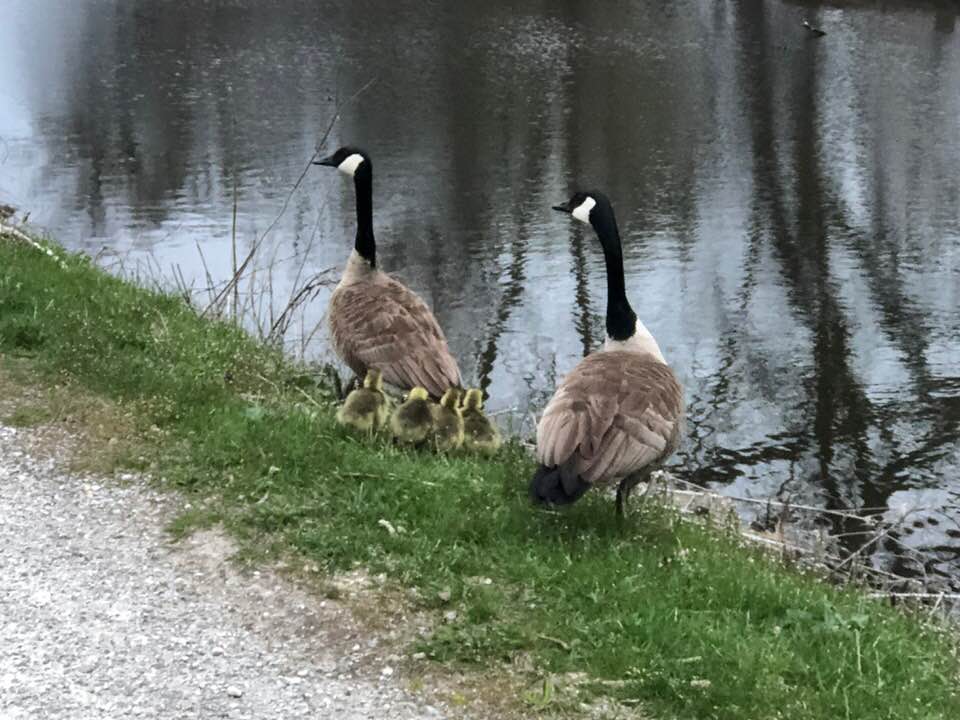 geese and babies