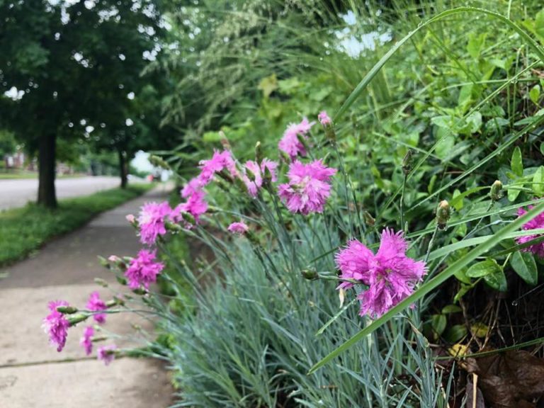 flowers