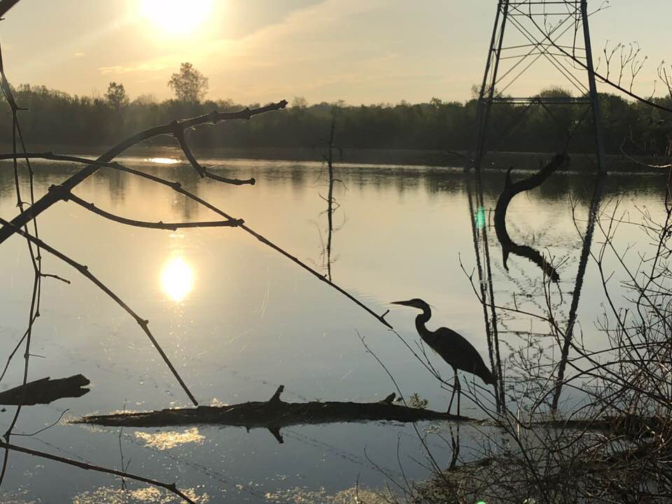 water and bird