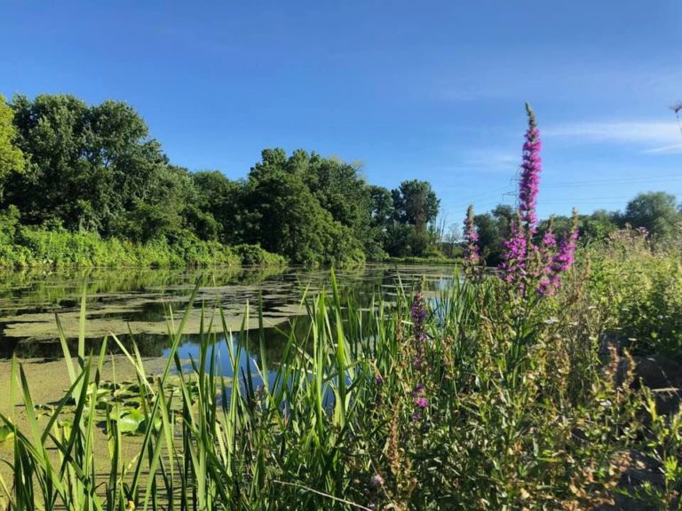 Sunday morning on the Towpath