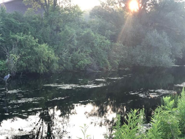 Mr. Heron watching the sunrise.