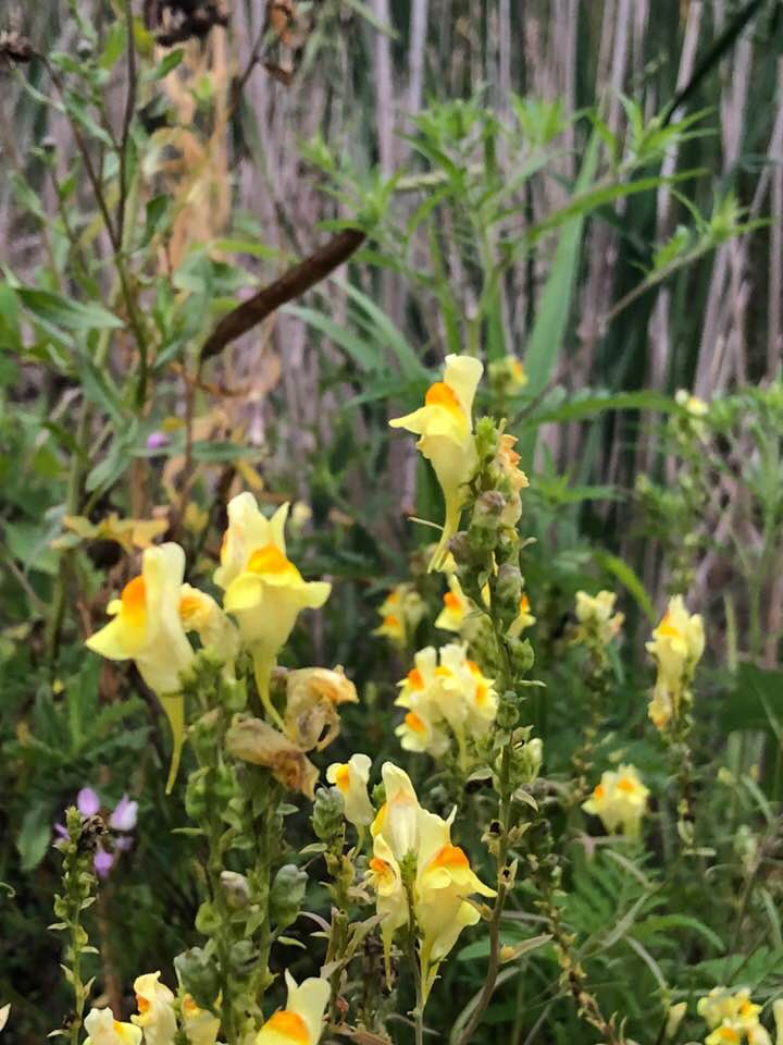 Yellows are out today!