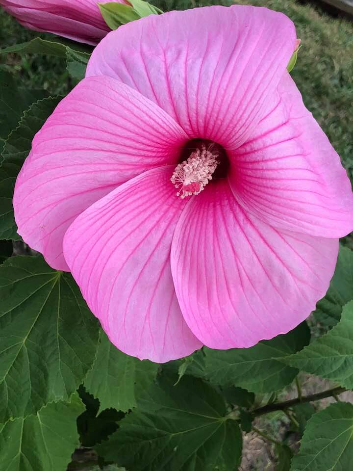 Stop and Smell the Flowers