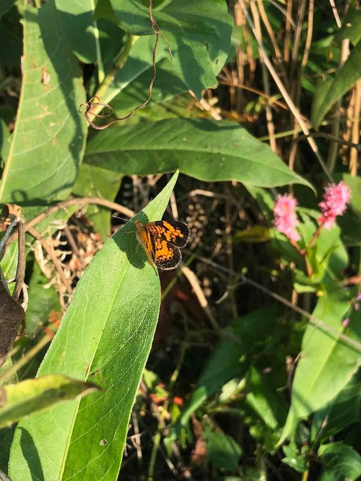 Always something to see on the towpath.