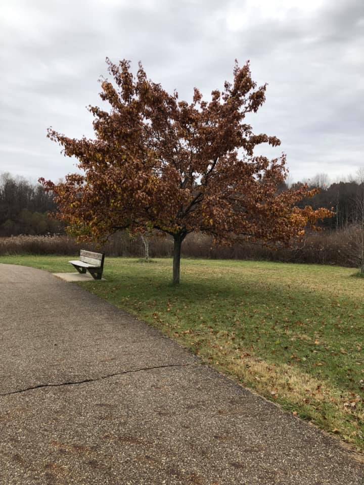 James and I went on an morning walk yesterday at the park. Leaves were still on this tree!