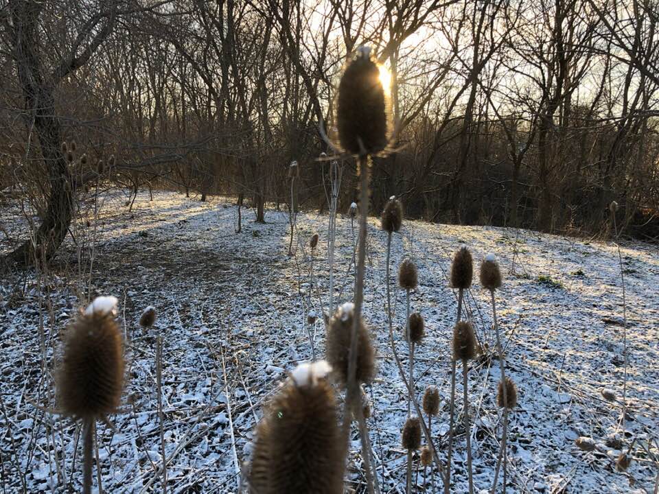 snow
trees
sunshine
cattails 
