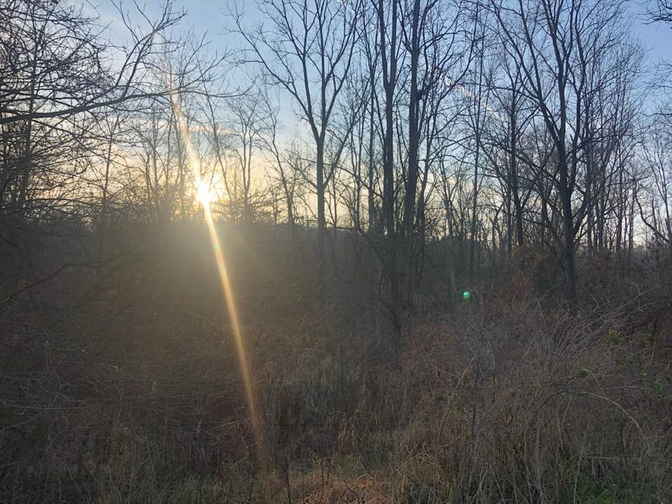 sunshine
trees
grass
sky