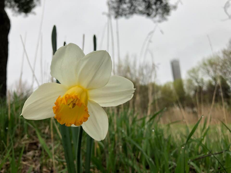 flower
tulip 
