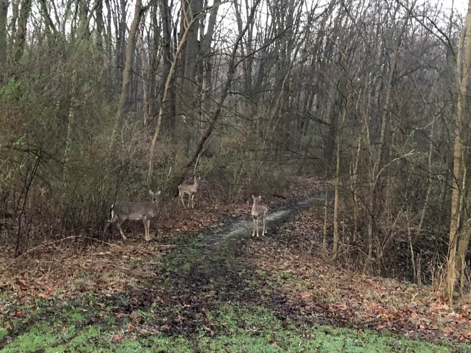 trees
trail
deer