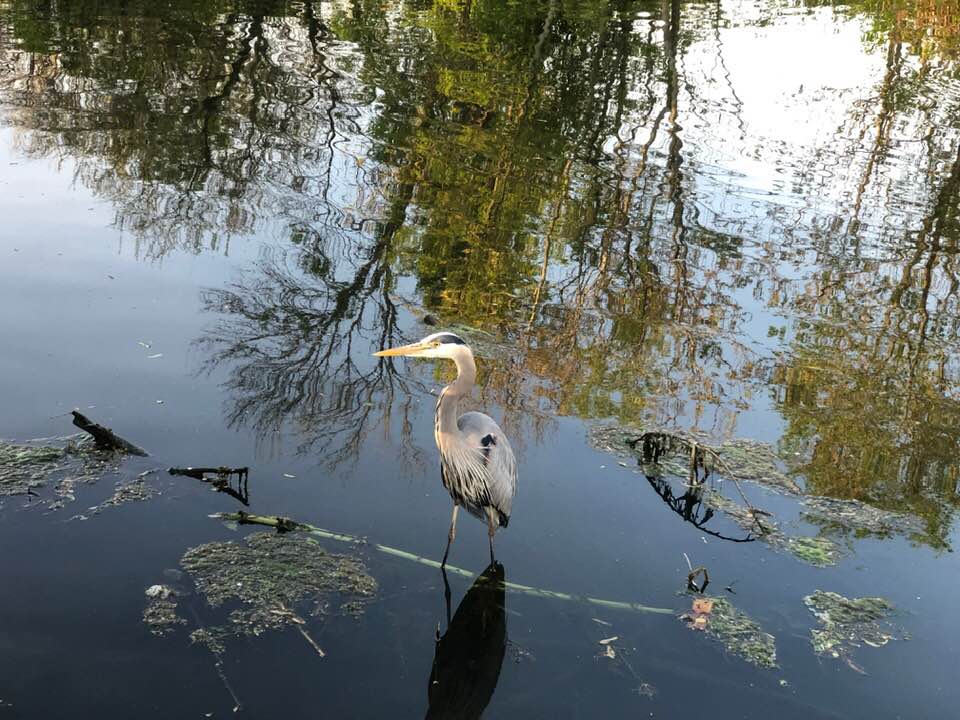 bird
water
reflections 