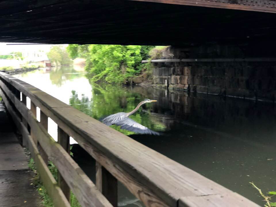 bird
bridge
water
