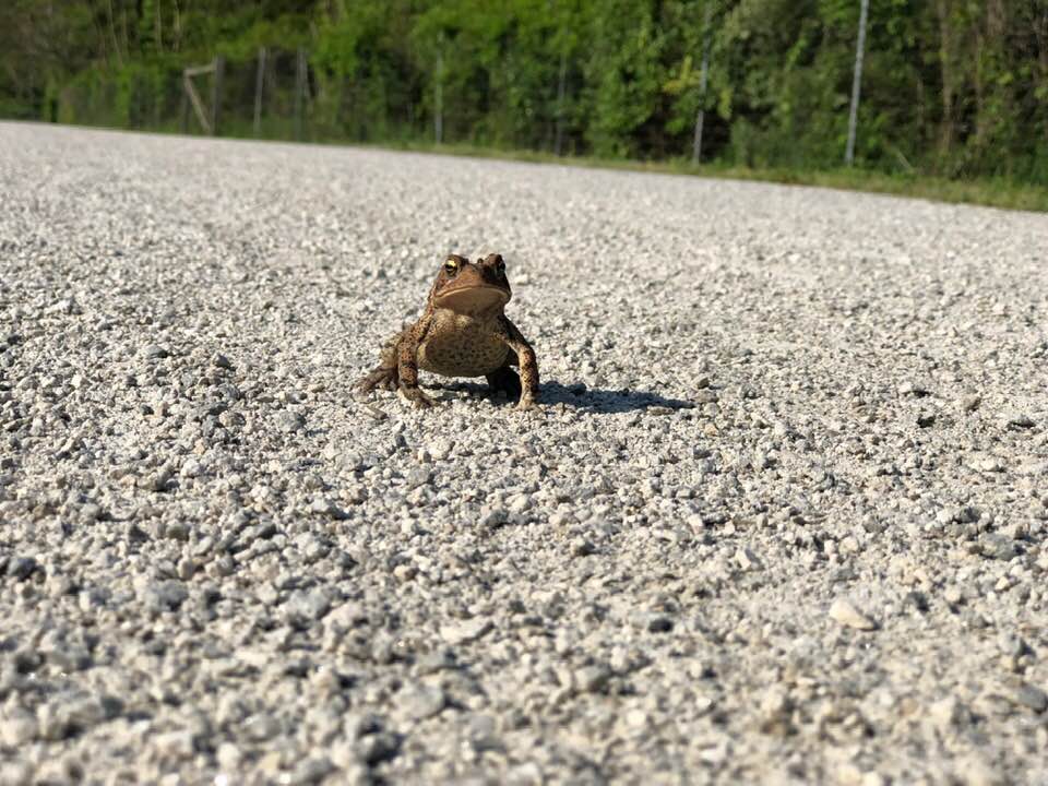 frog
cute
road
