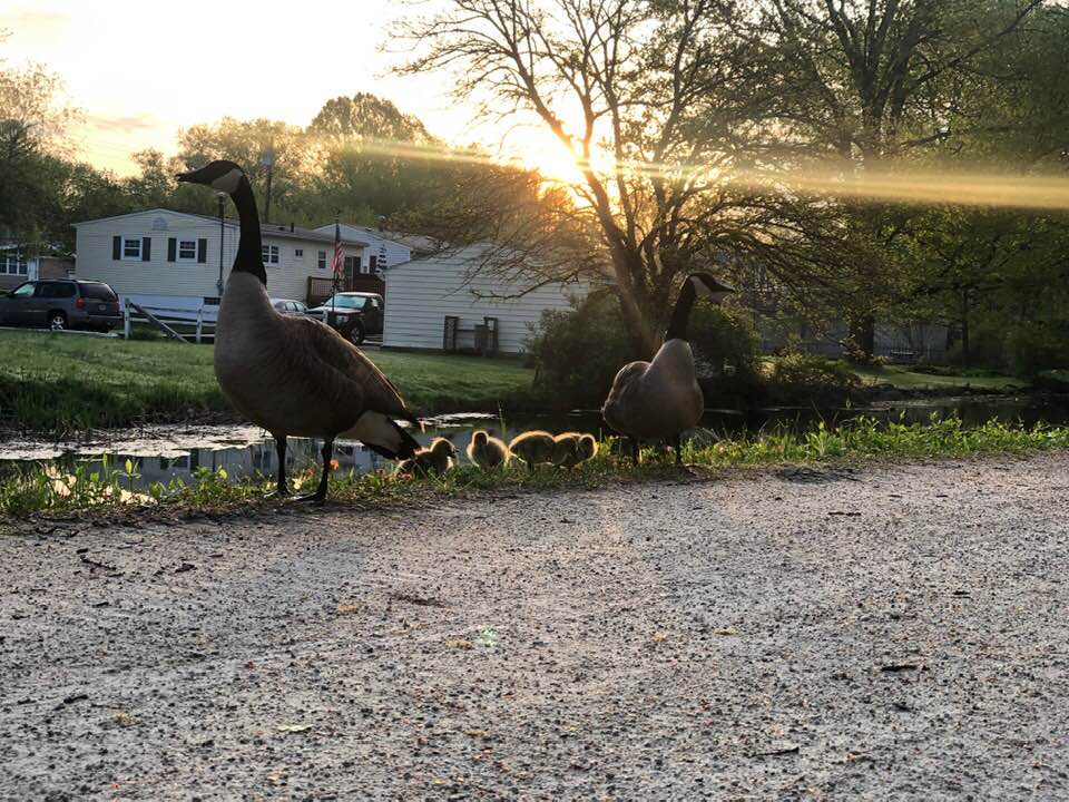 geese
path
trees
water
sunshine