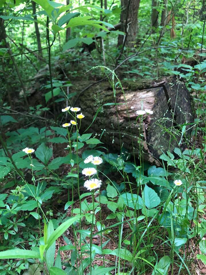 fallen tree in the forest