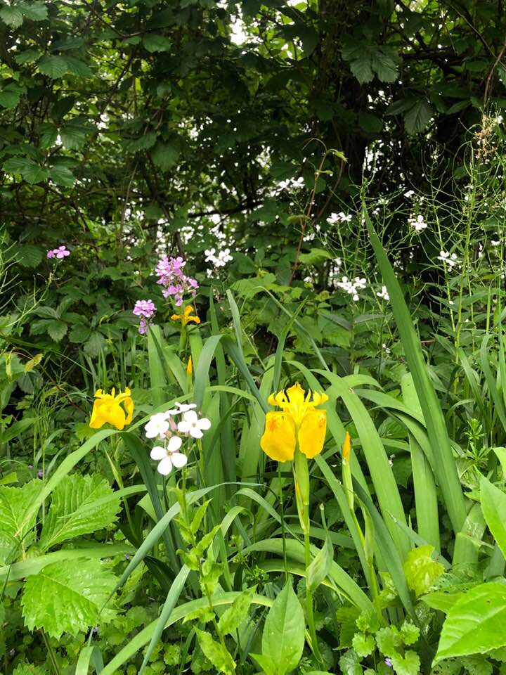 flowers
grass
leaves 
greenery 