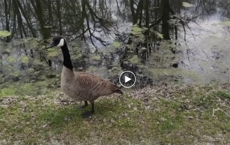 Canada Goose