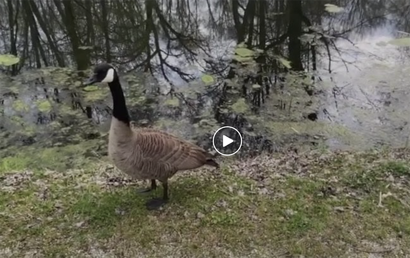 Canada Goose