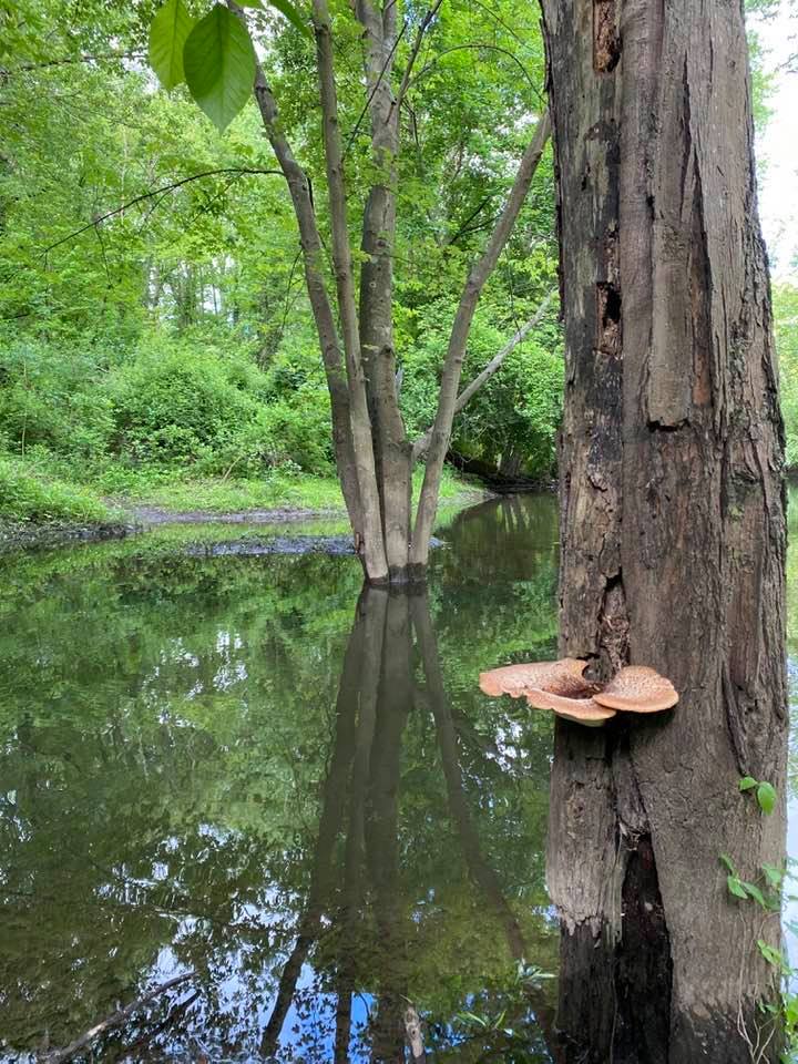 Tiny Forest Fairy bathing pool