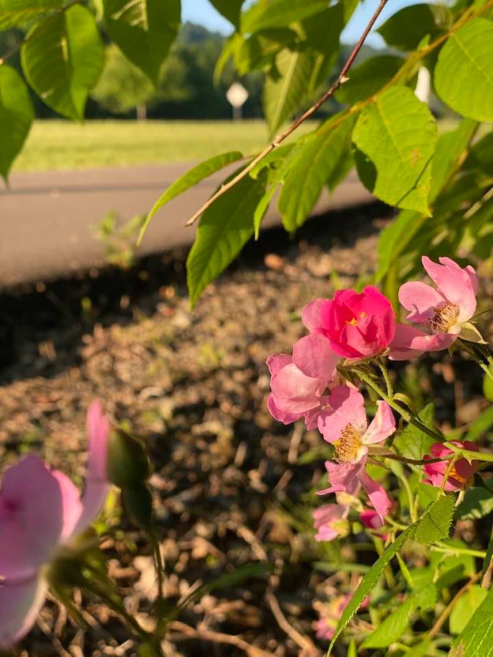 Never forget to stop a minute to smell the roses!