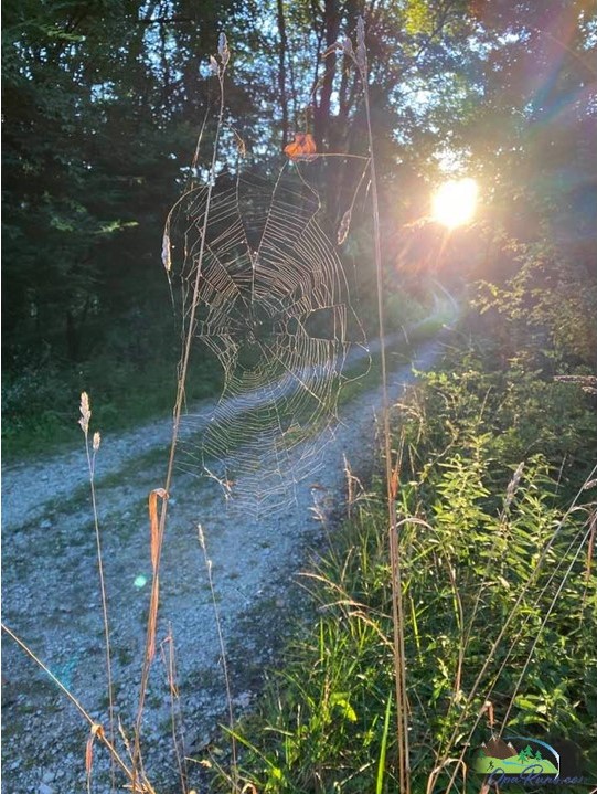 Image of spiderweb to the side of a running gravel trail