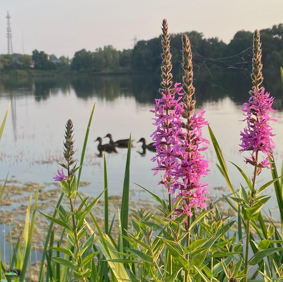 Ducks swimming along Kenmore Lake through the flowers with cell tower in background