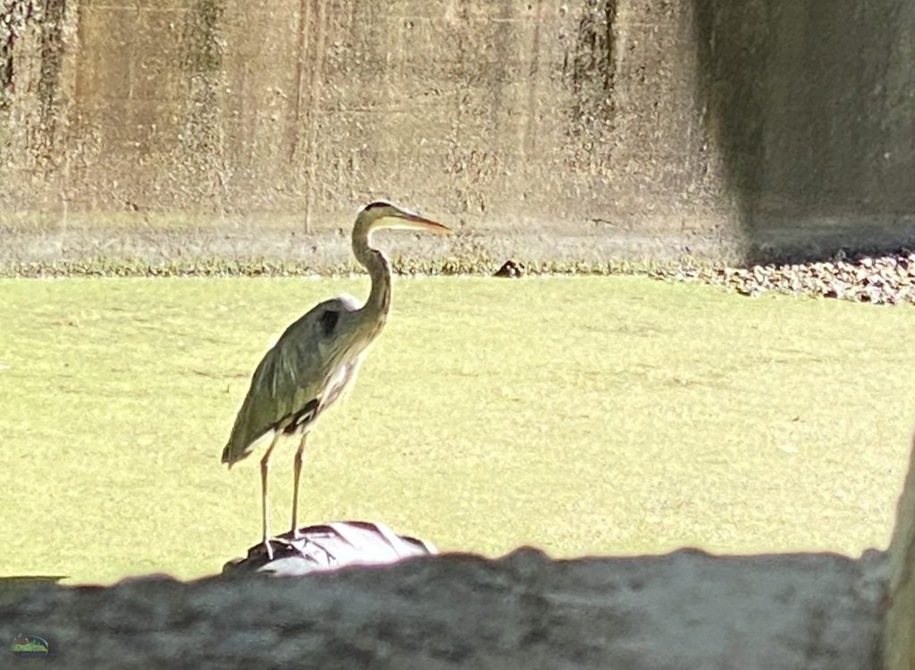 Image of crane on Towpath Kenmore