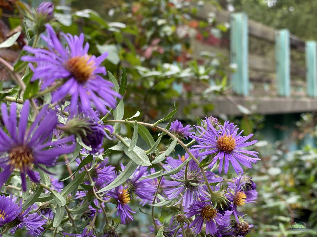 purple daisies in front of bridge in front of grey and turquois-colored bridge