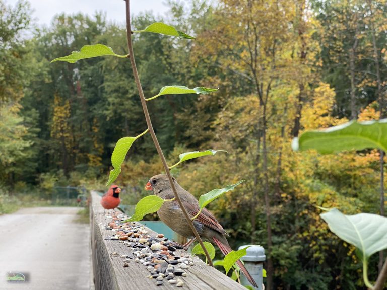 feeding birds on the bridge at salt wells