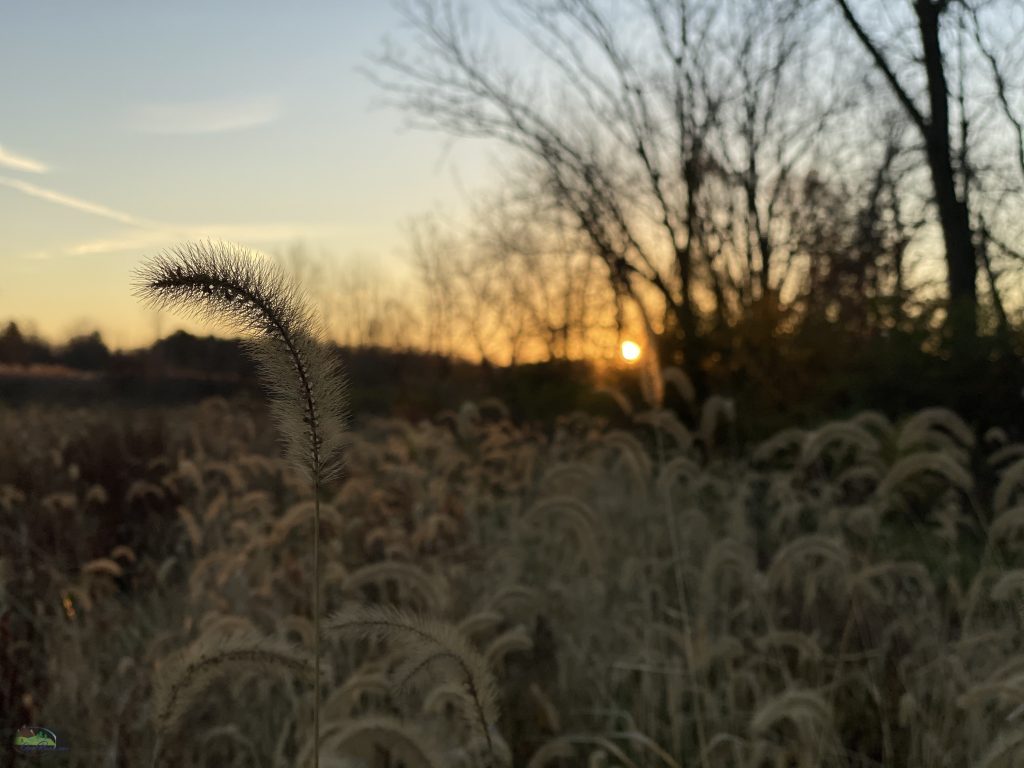 image of morning sun on the horizon and tall fluffy grass sticking out above the other grasses