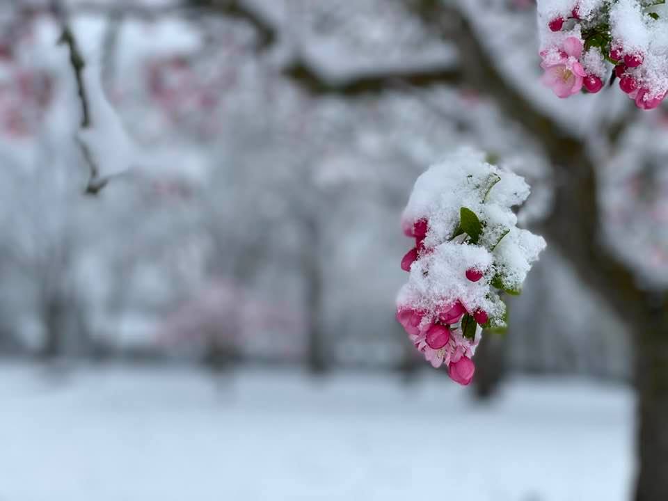 Blossom in the snow