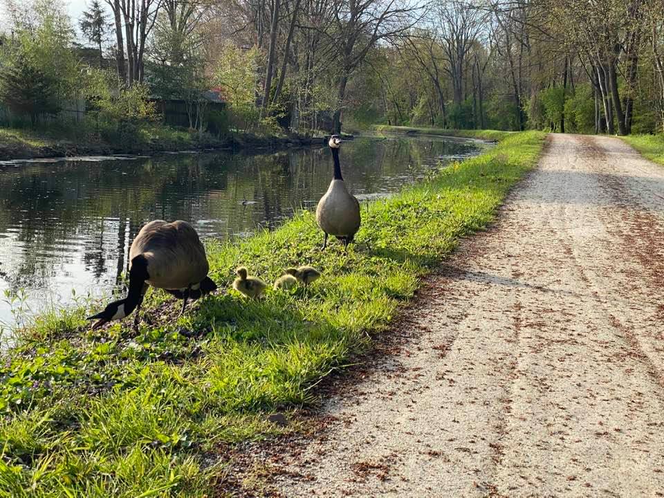 Canada geese and goslings by the canal