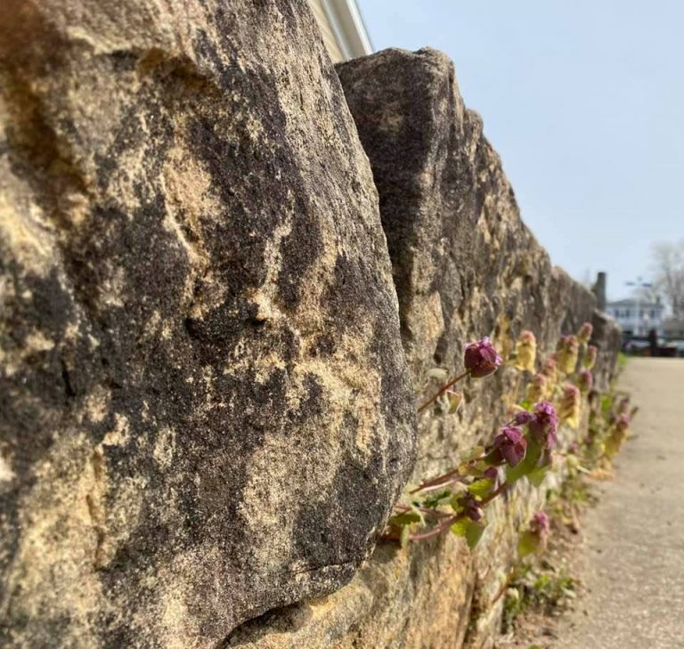 Purple flowers growing out of wall