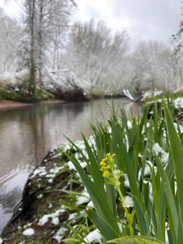 Snow in spring