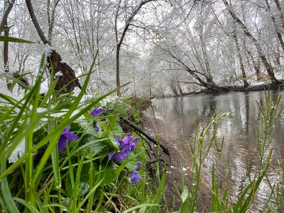 Spring flowers by the canal in the snow