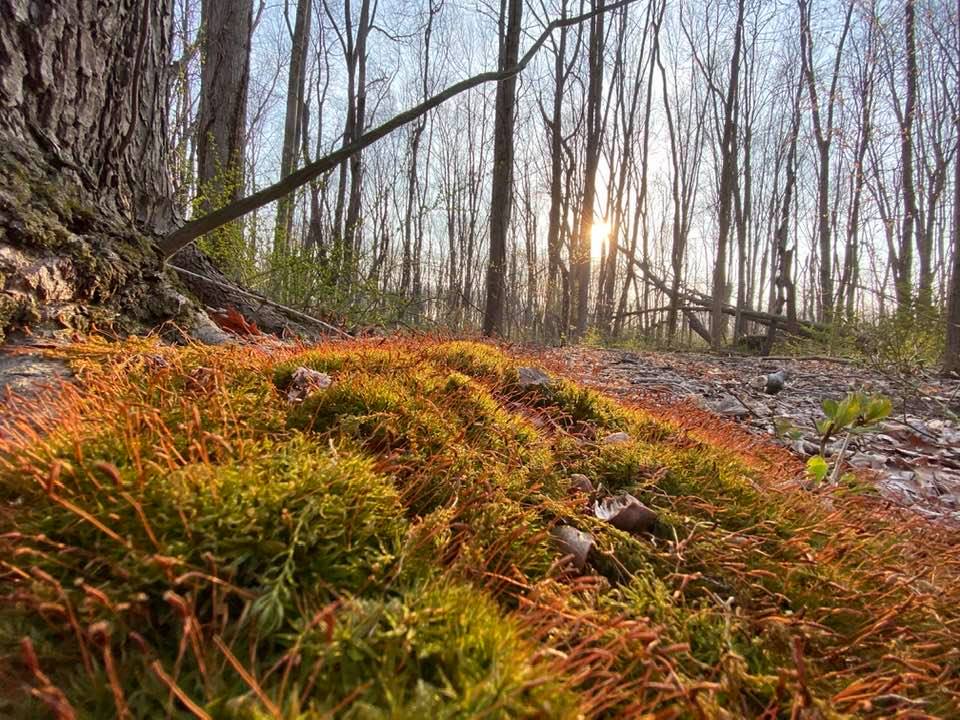 Beautiful ground moss with the sun in the trees