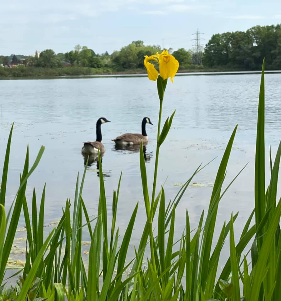 Canada geese on the lake