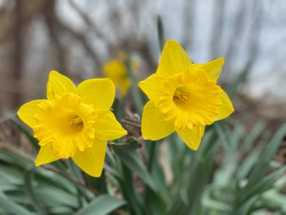 Two daffodils close up