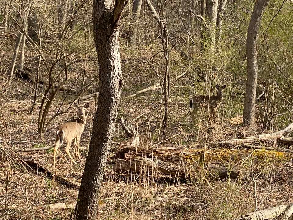 Deer in the woods