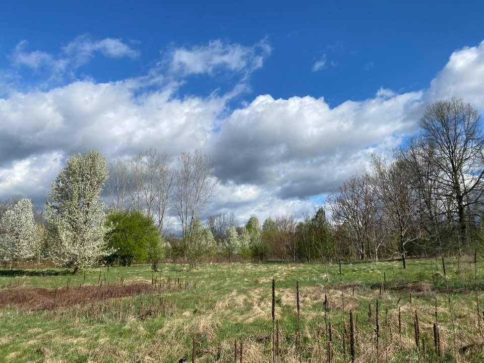 Grass and trees contrasting against the sky