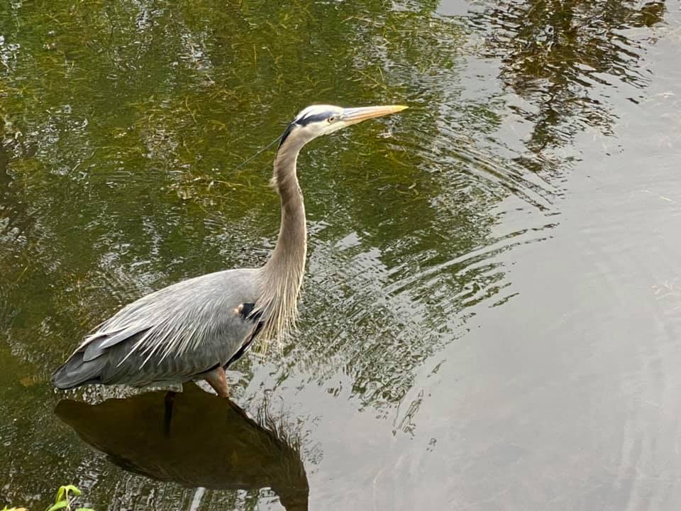 Close up of heron in the water