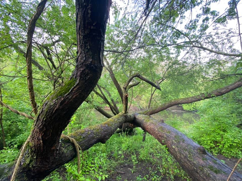 Looking along tree branch to a pool