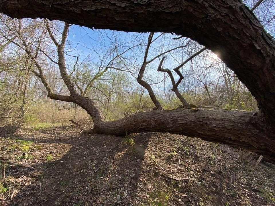 Looking through branches of fallen tree